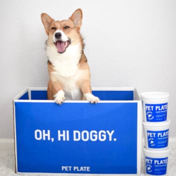 A dog stood in a Pet Plate box with a big smile