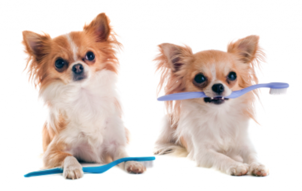 Dogs with toothbrushes