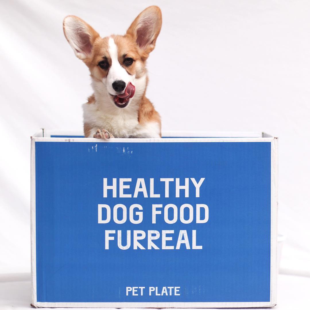 A corgi in a Pet Plate box