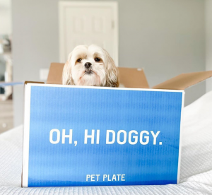 Oh Hi Doggy Oh Hi Doggy