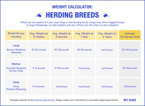 Herding Breeds