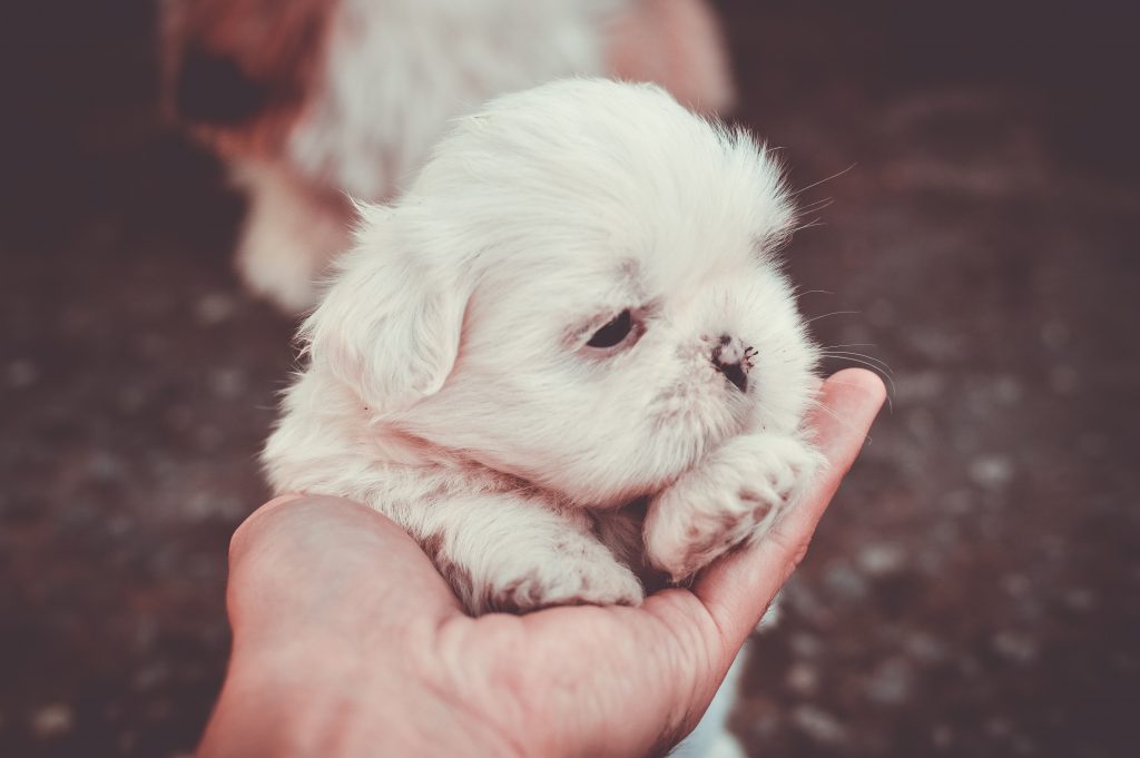 shihtzu 03