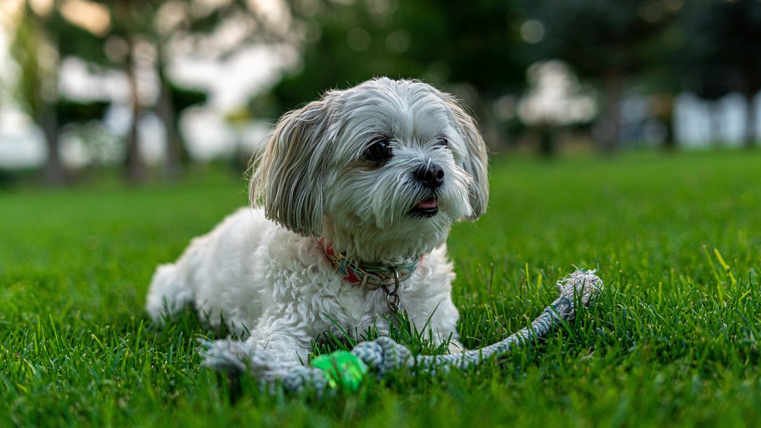 shihtzu 06