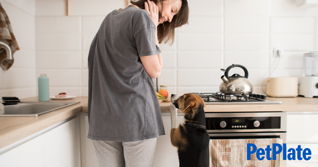 Blog Homemade Lamb Dog Food Recipe