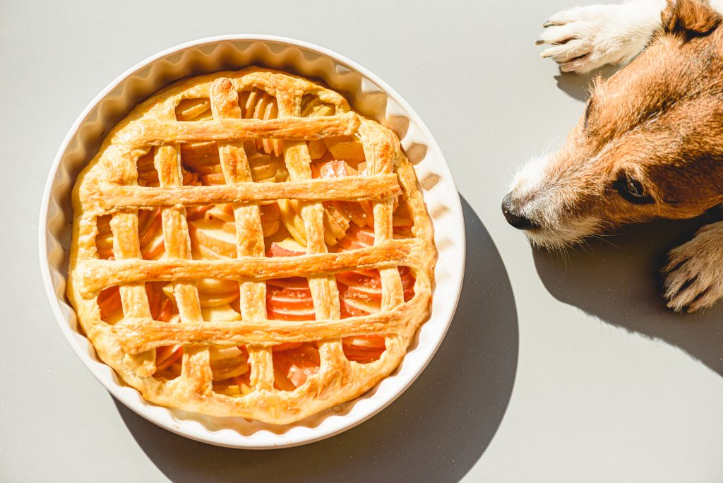 Puppy Thanksgiving / PetPlate
