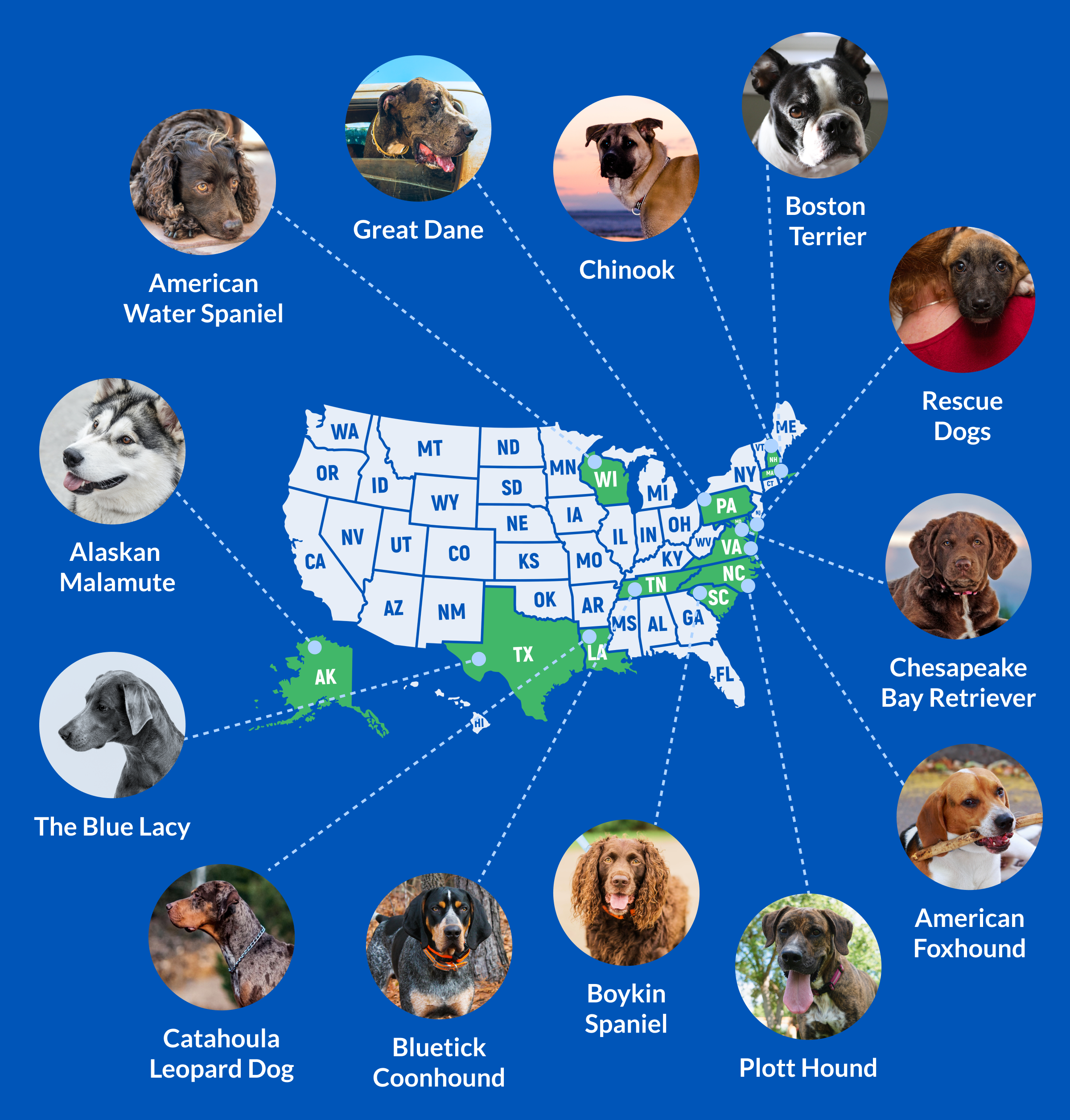 Blog State Dogs Infographic Blog State Dogs Infographic