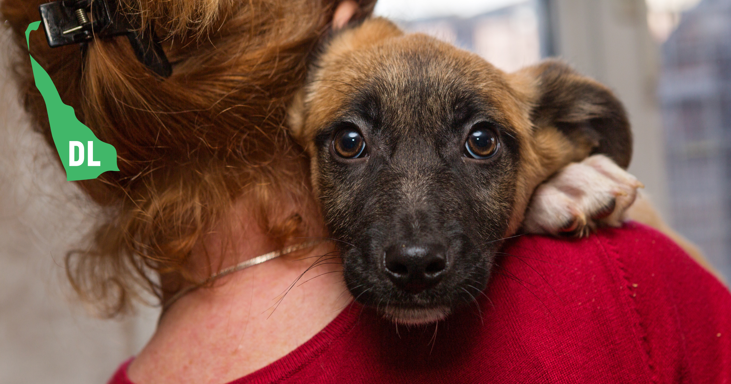Delaware Rescue Dogs Delaware Rescue Dogs
