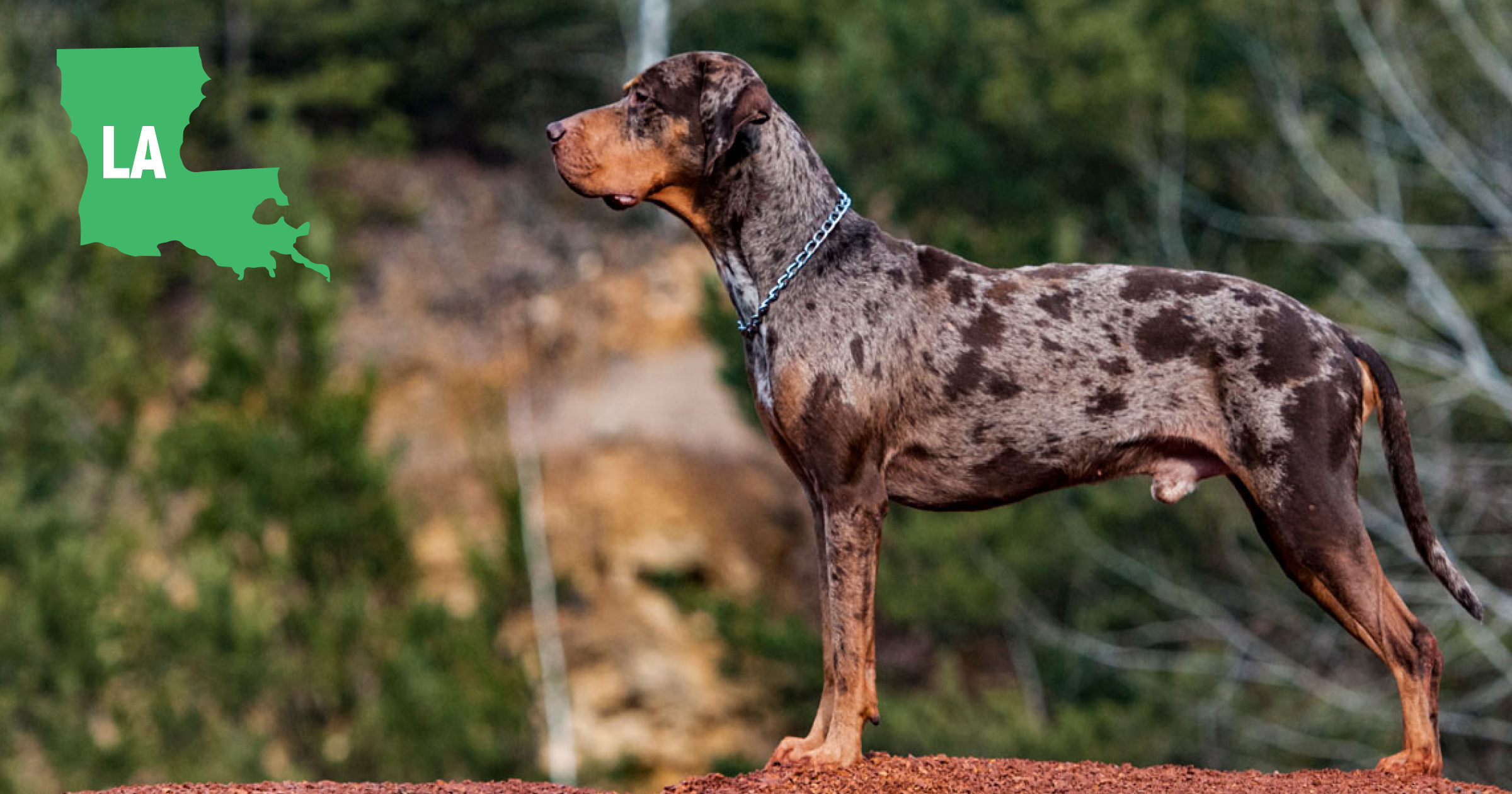 Louisiana Catahoula Leopard Dog Louisiana Catahoula Leopard Dog