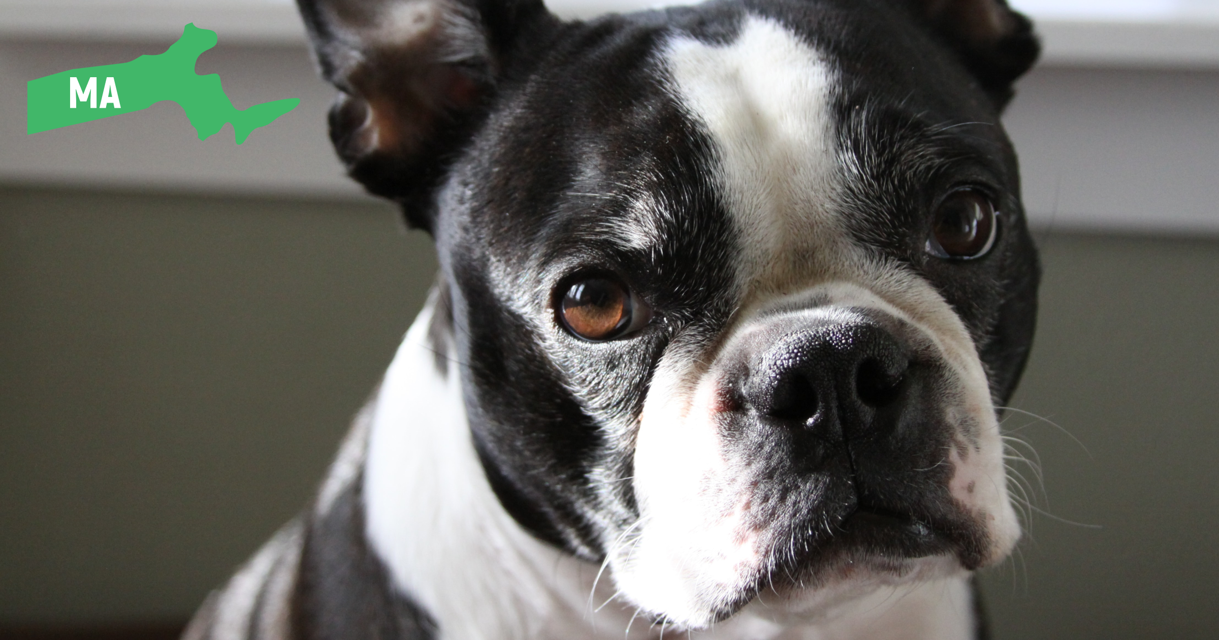 Massachusetts Boston Terrier Massachusetts Boston Terrier