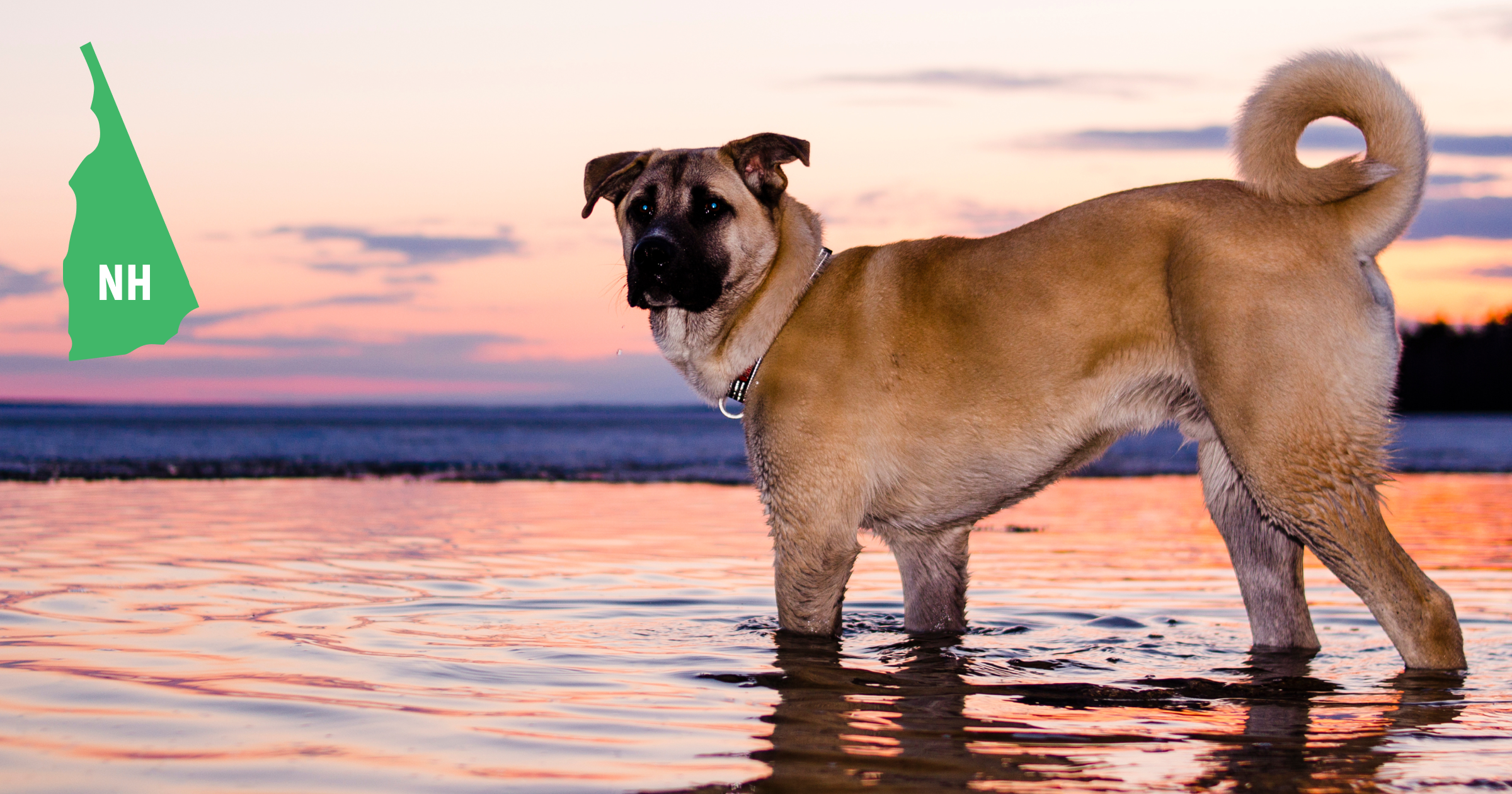 New Hampshire Chinook New Hampshire Chinook