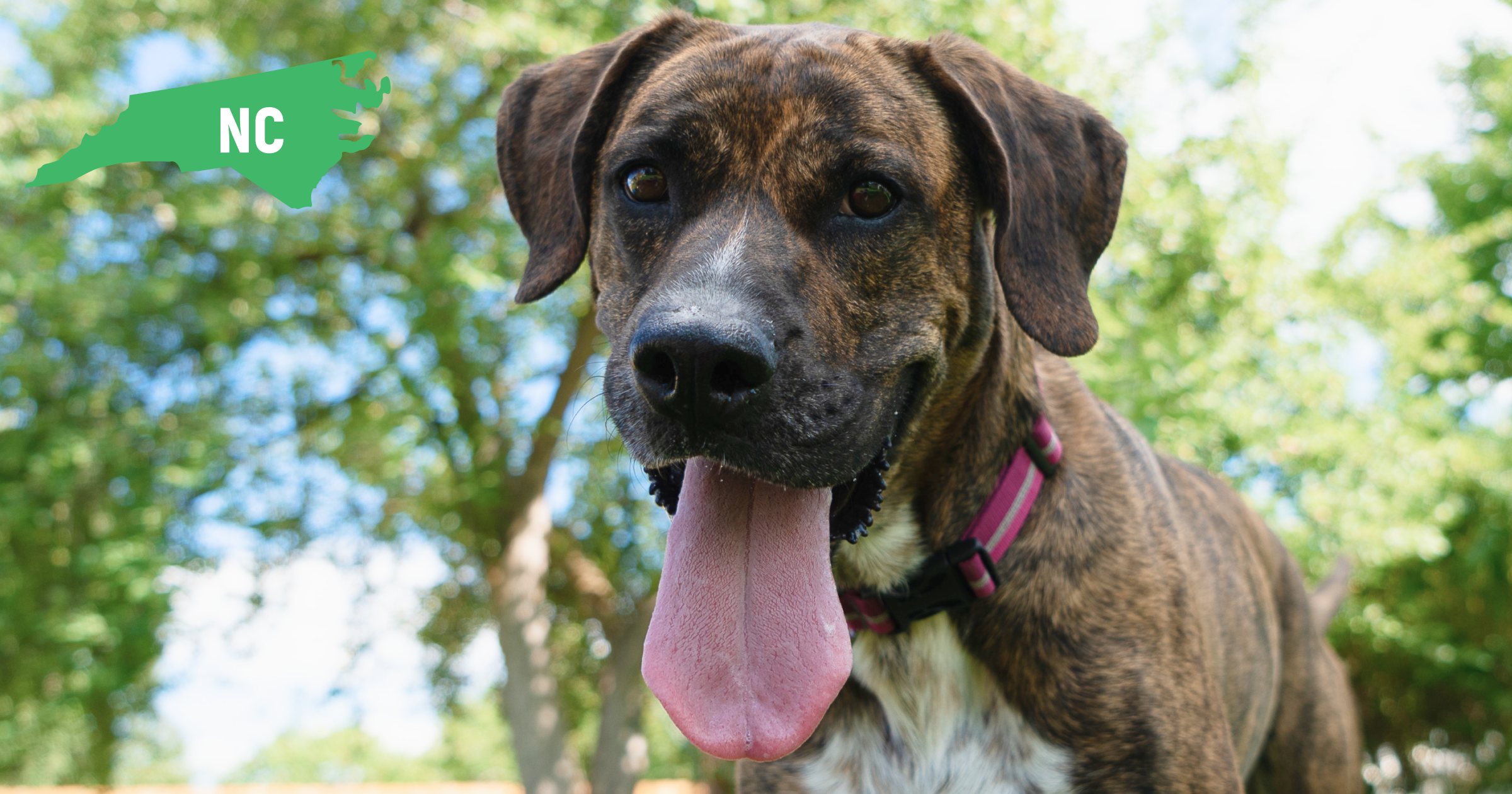 North Carolina Plott Hound North Carolina Plott Hound