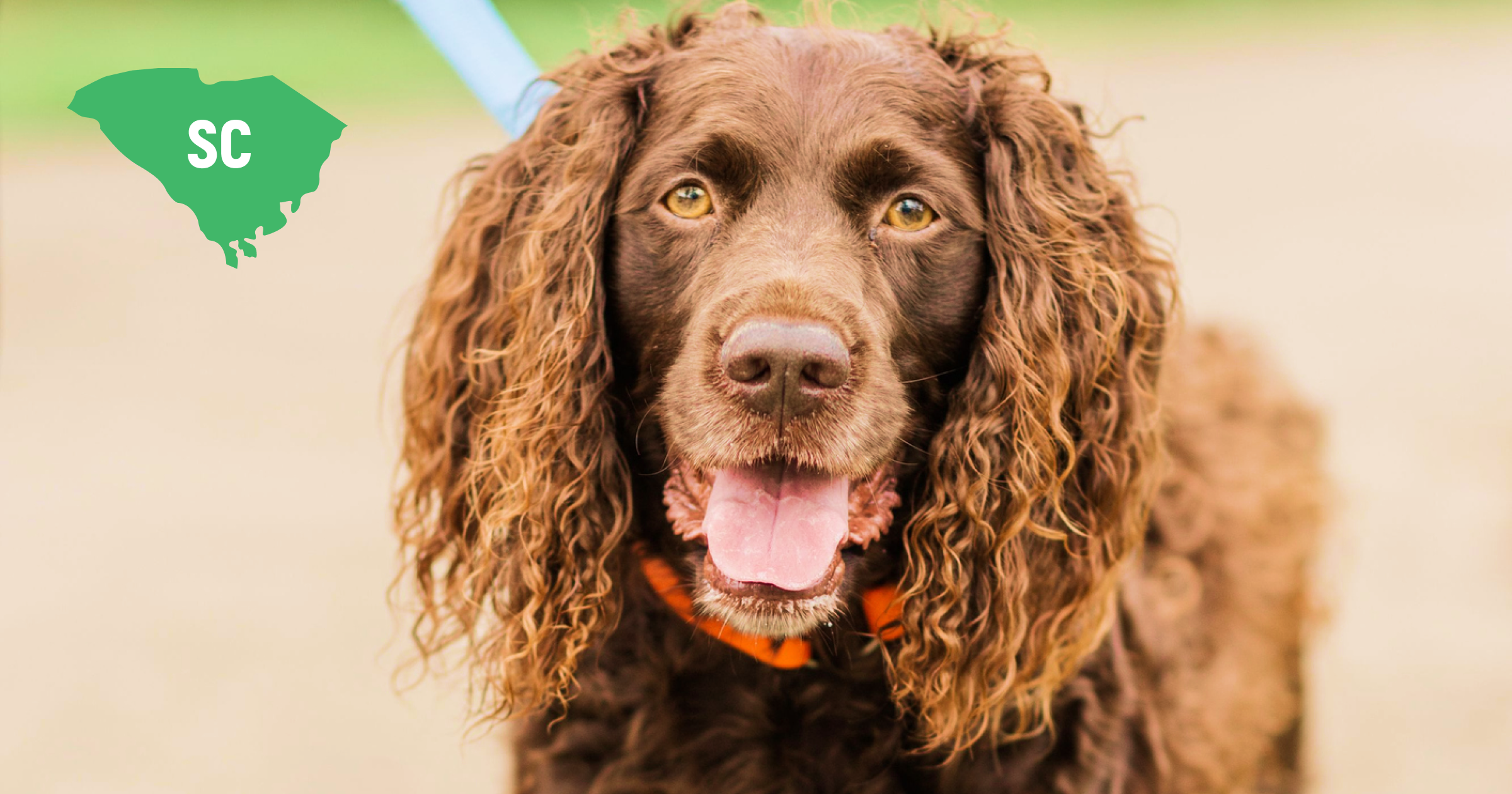 South Carolina Boykin Spaniel South Carolina Boykin Spaniel