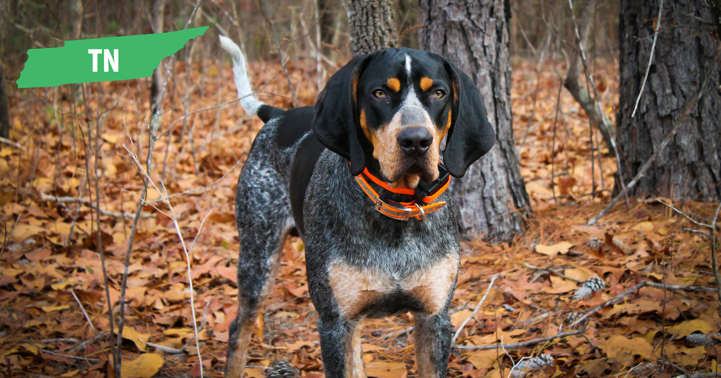 Tennessee Bluetick Coonhound Tennessee Bluetick Coonhound