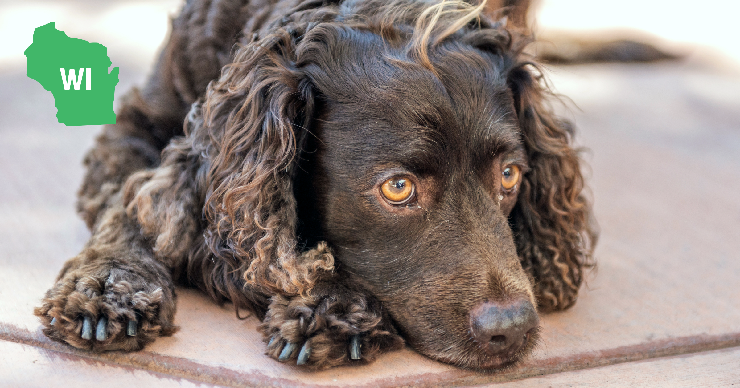 Wisconsin American Water Spaniel Wisconsin American Water Spaniel
