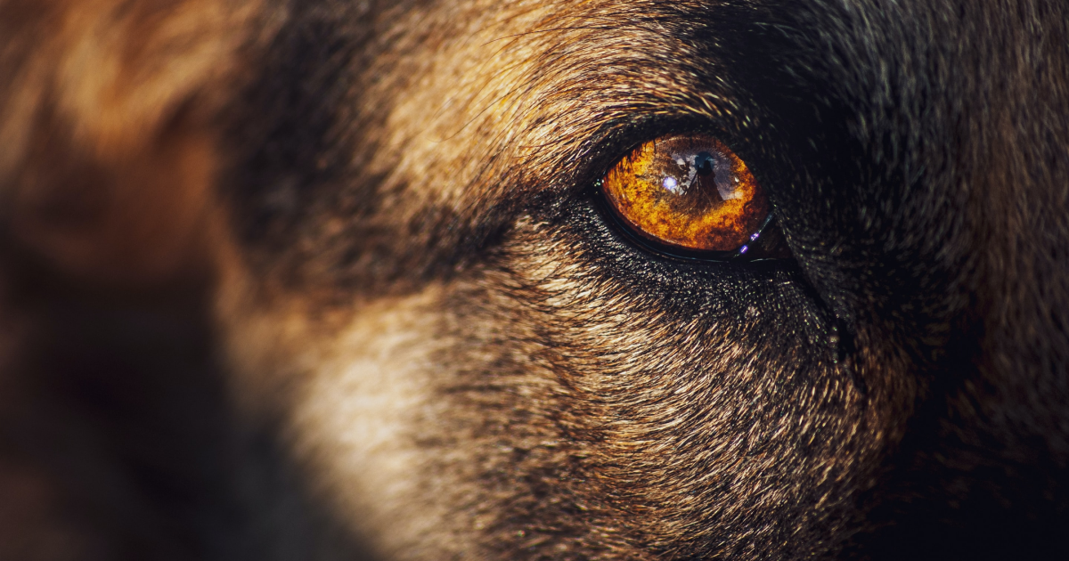 Can dog see color body 1 Can dog see color body 1