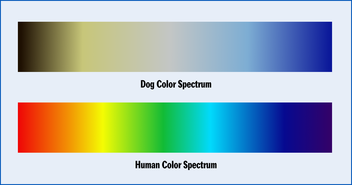 Can dog see color chart Can dog see color chart