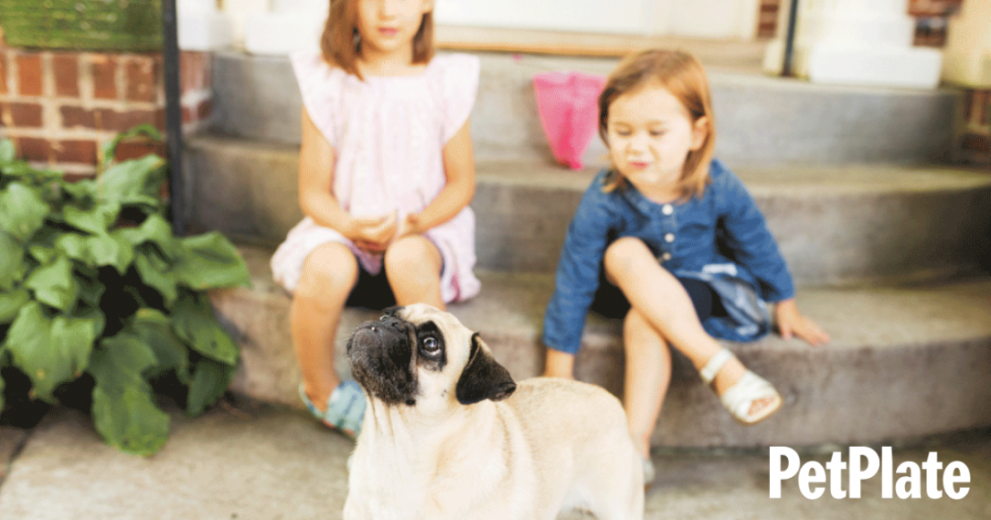 Can dog see color hero