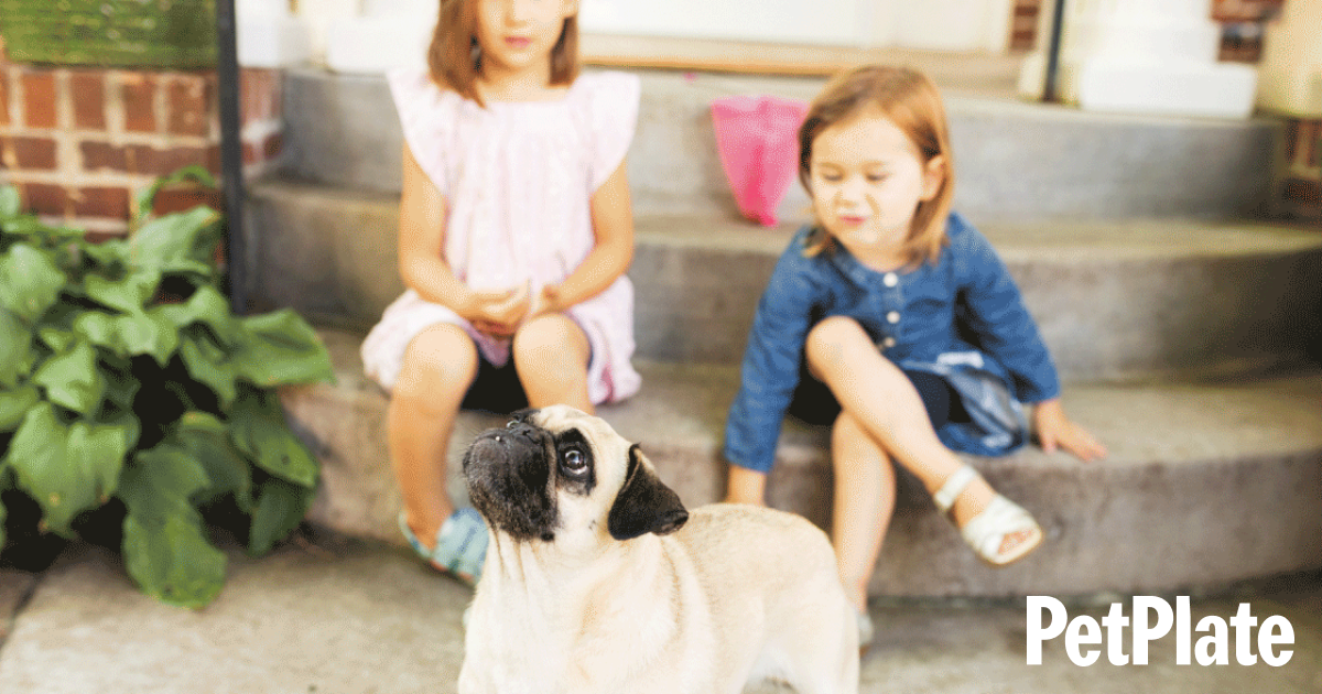 Can dog see color hero Can dog see color hero