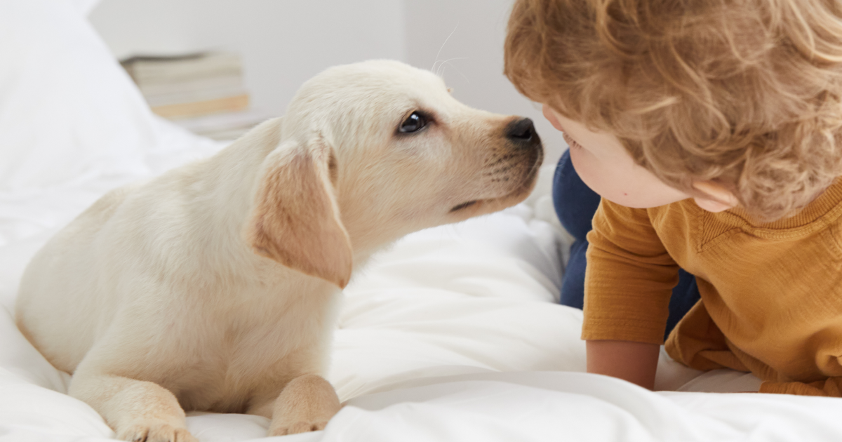 Dog Feeding Guide Dog Feeding Guide