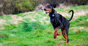 Working Dog Breed body 2 Working Dog Breed body 2