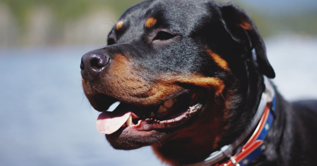 Working Dog Breed body 4