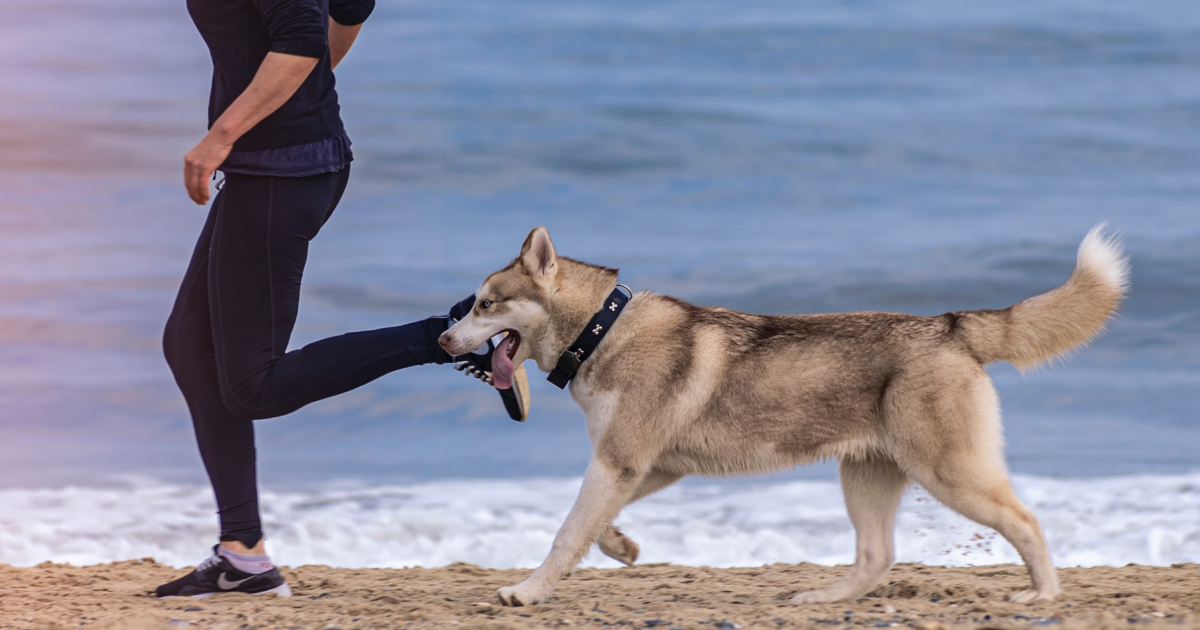 Working Dog Breed body