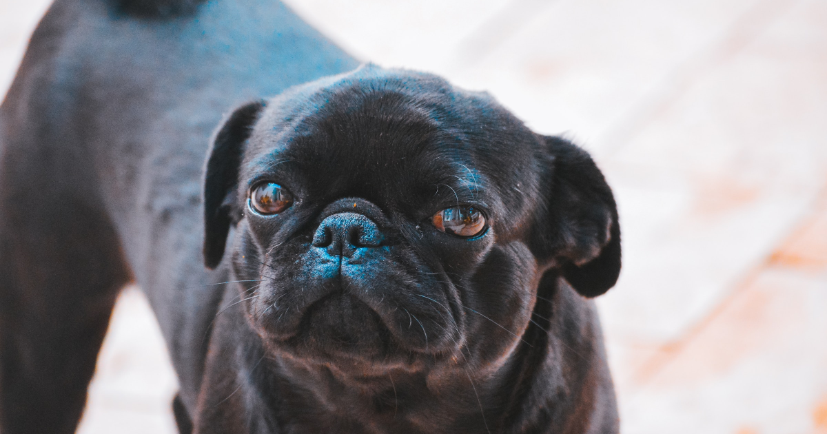 Black dog 4