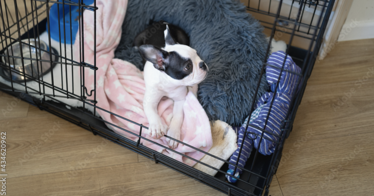 DONT USE crate training DONT USE crate training