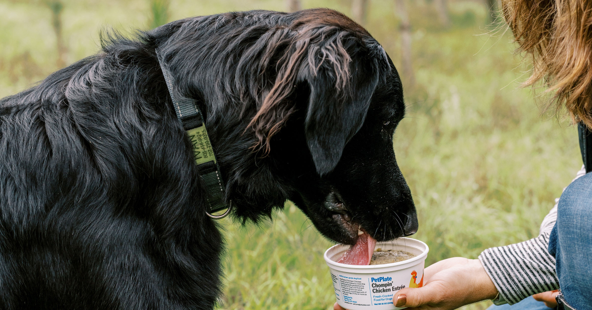 Train old dog 2 Train old dog 2