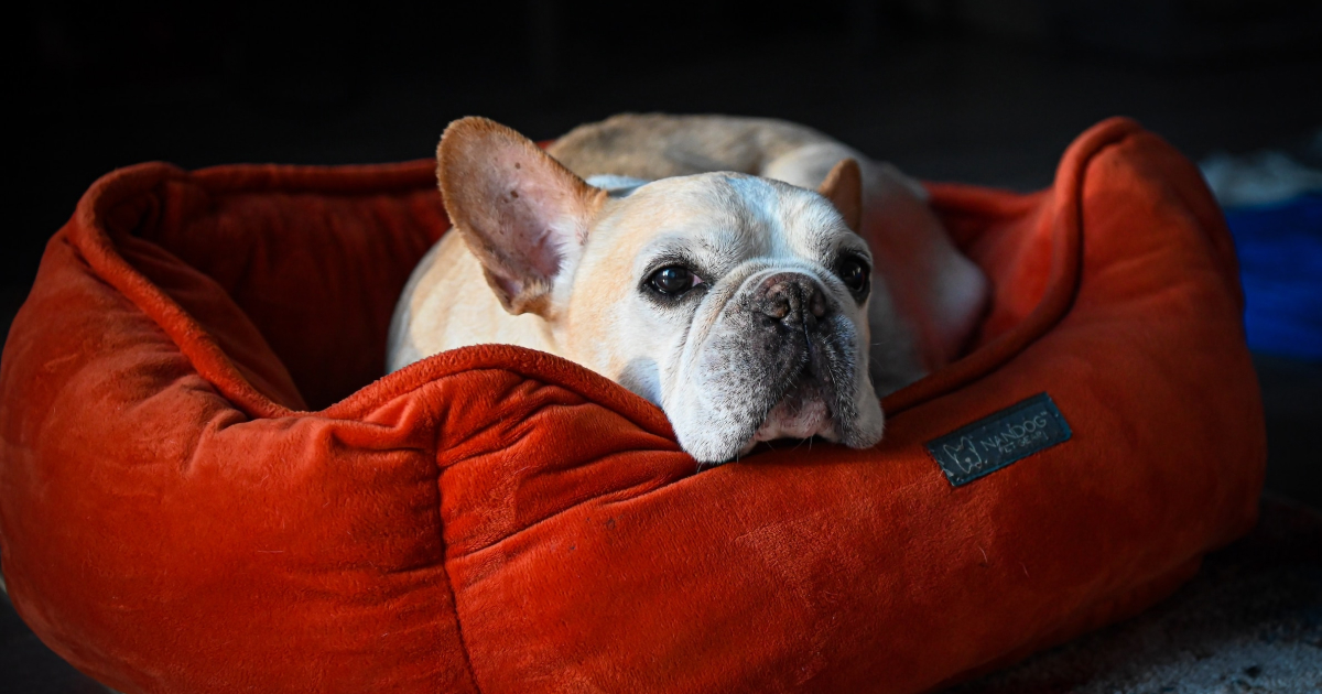 Train old dog 5 Train old dog 5