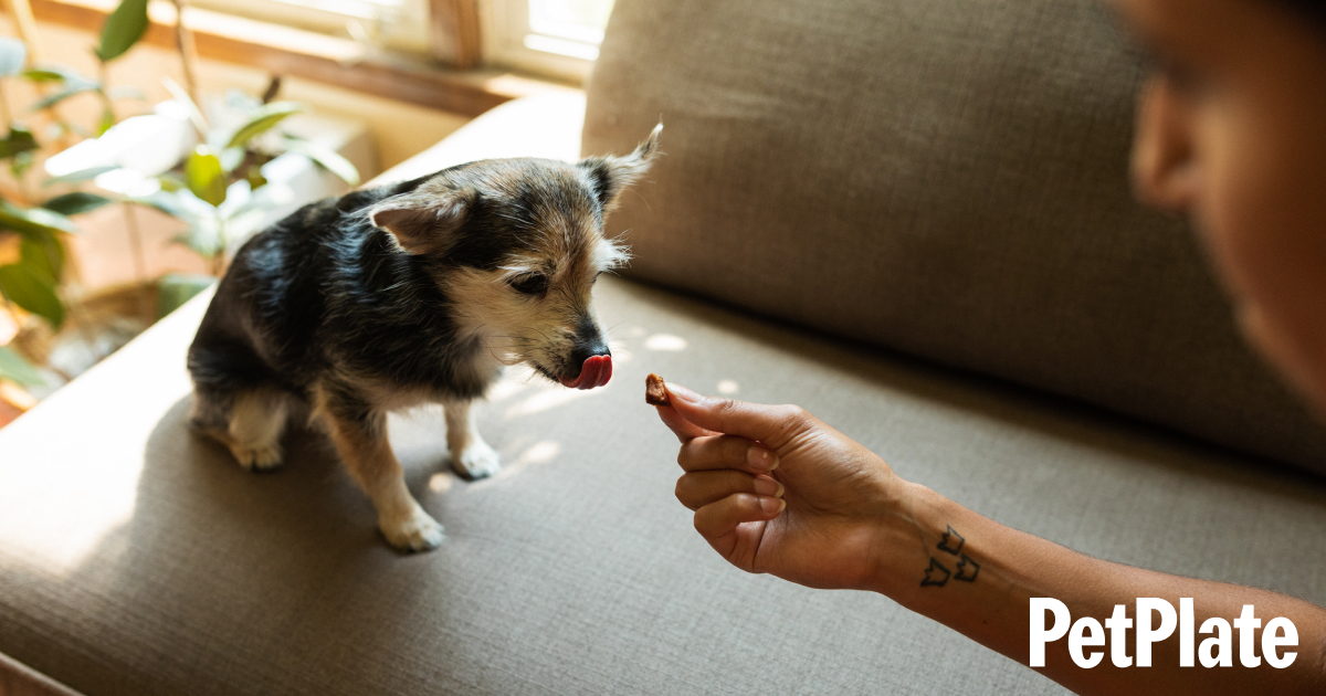 Train old dog hero Train old dog hero