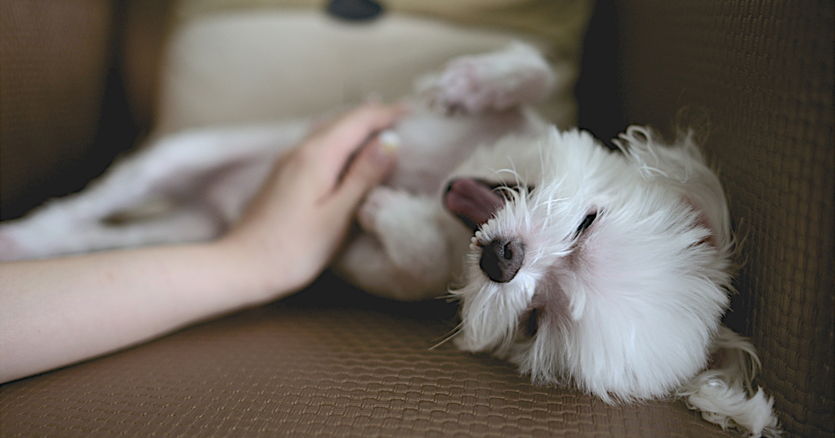 4 belly rub