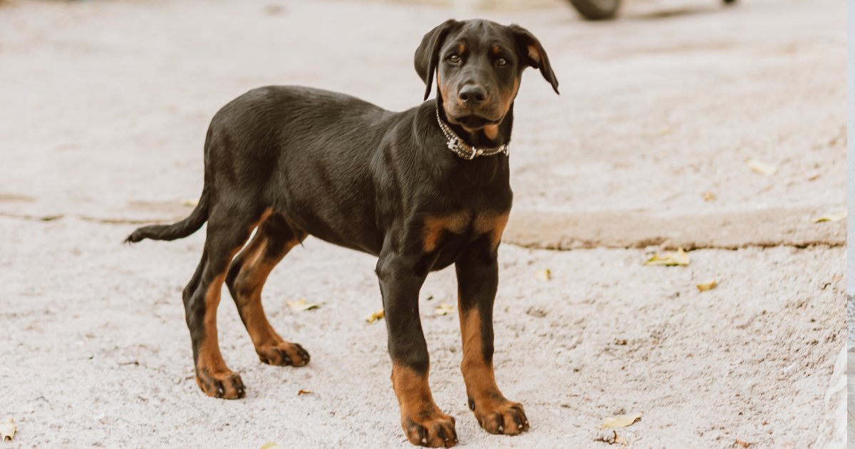 Doberman Pinscher Doberman Pinscher