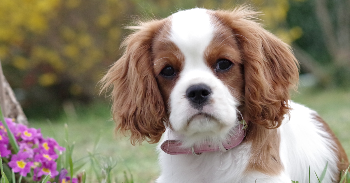 English Springer Spaniel