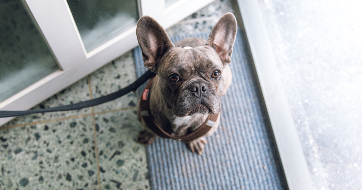 Blog 3 dog door