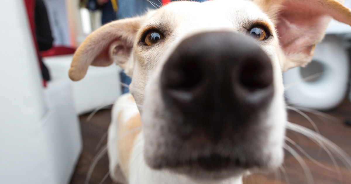 Blog 5 camera