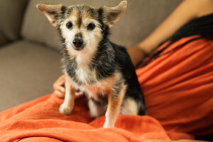 nylonsaddle 276 nylonsaddle 276