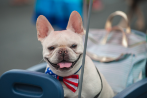 dog july 4th dog july 4th