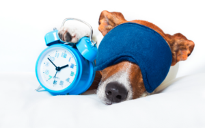 dog waking up dog waking up