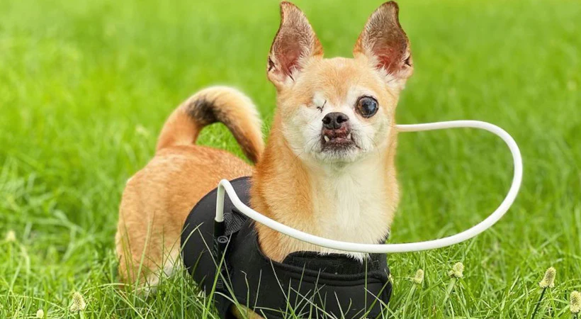 Abraham from Isle.of .misfits 2 247f589d 5722 4454 920e 3ca4ef65fc8e