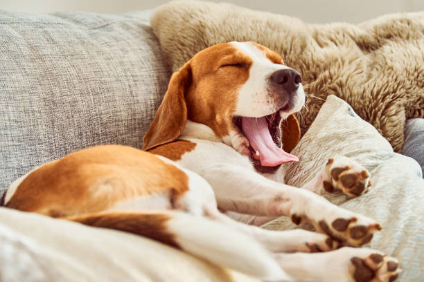 istockphoto 1135151062 612x612